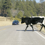 Cow crosses the road with car approaching