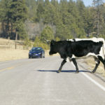 Cow crosses the road with car approaching Cow crosses the road with car approaching