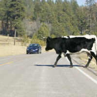 Car stops for large bull crossing highway in open-range of Mescalero Apache Indian Reservation, New Mexico Cow crosses the road with car approaching
